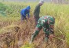 Babinsa Babakan Losari Panen Padi bersama warga